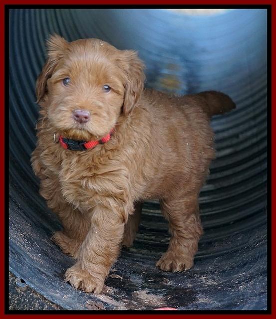 Penny Champion pups 5 wks old 61