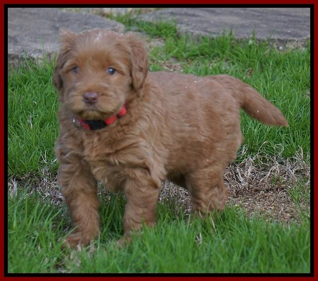 Penny Champion pups 5 wks old 71