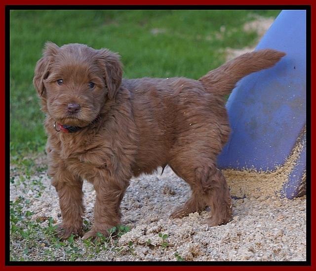 Penny Champion pups 5 wks old 81