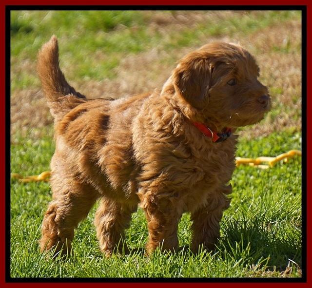 Penny Champion pups 6 wks old 111