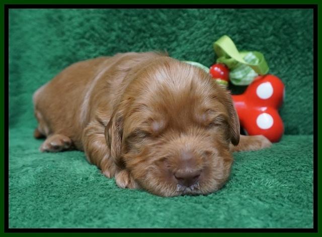 Penny Champion pups 2 wks old 81