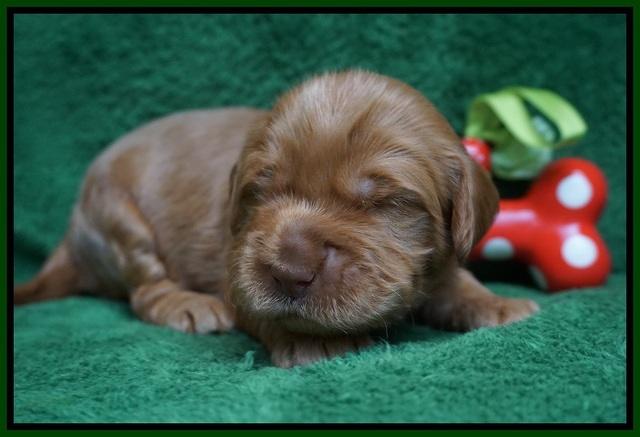 Penny Champion pups 2 wks old 91