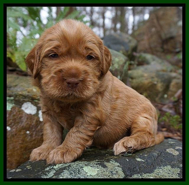 Penny Champion pups 3 wks old 81