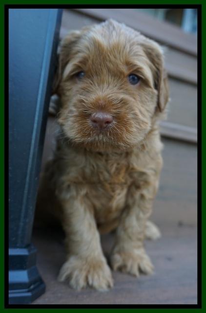 Penny Champion pups 4 wks old 91