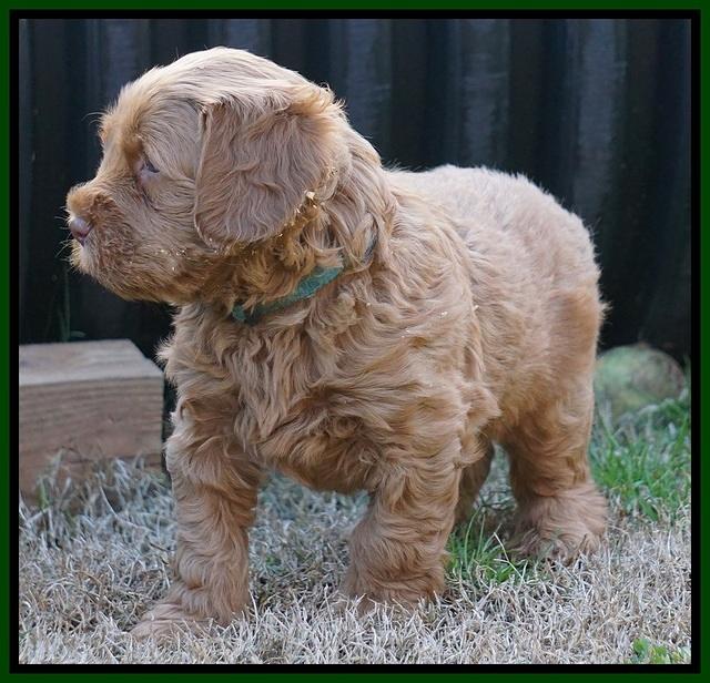 Penny Champion pups 5 wks old 101