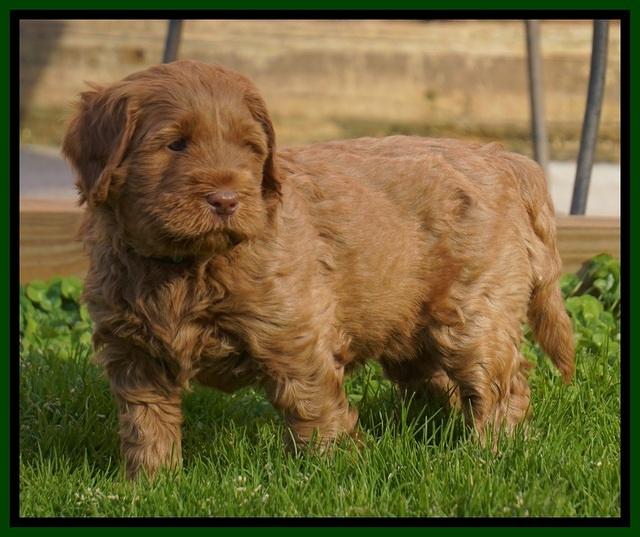 Penny Champion pups 6 wks old 151