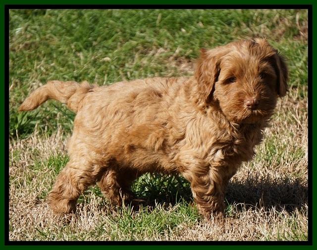Penny Champion pups 6 wks old 161