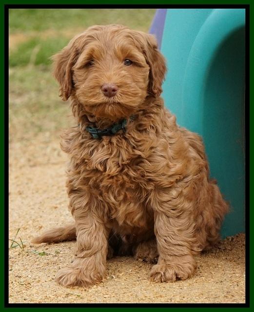 Penny Champion pups 7 wks old 1 148