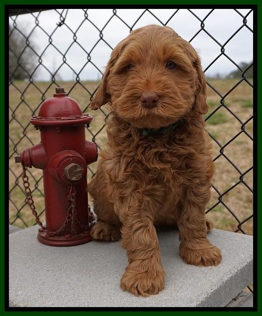 Penny Champion pups 7 wks old 151