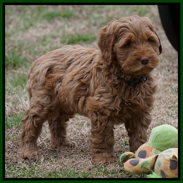 Penny Champion pups 7 wks old 161
