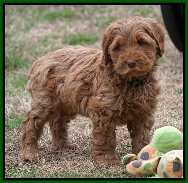 Penny Champion pups 7 wks old 171