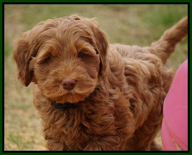 Penny Champion pups 7 wks old 201