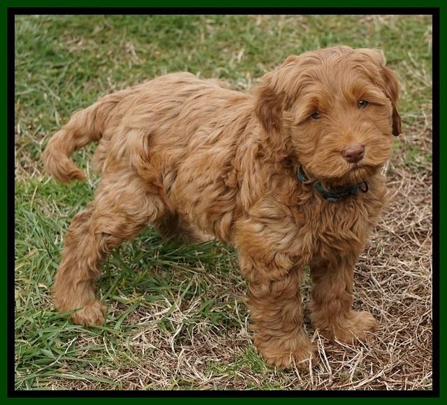 Penny Champion pups 7 wks old 211