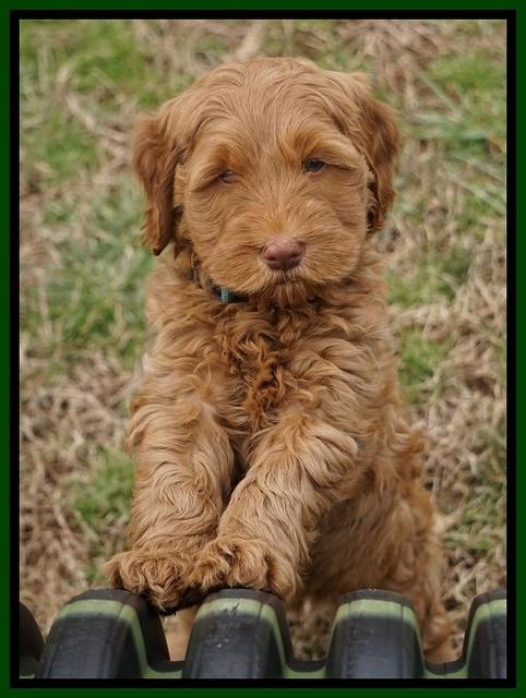 Penny Champion pups 7 wks old 221