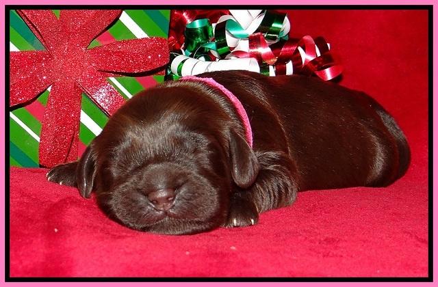 Penny Champion pups 1 week old 121