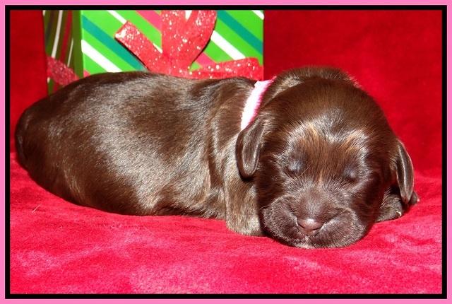 Penny Champion pups 1 week old 131