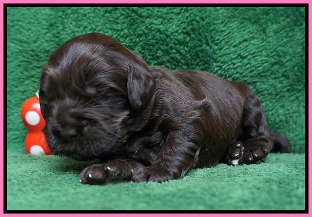 Penny Champion pups 2 wks old 111