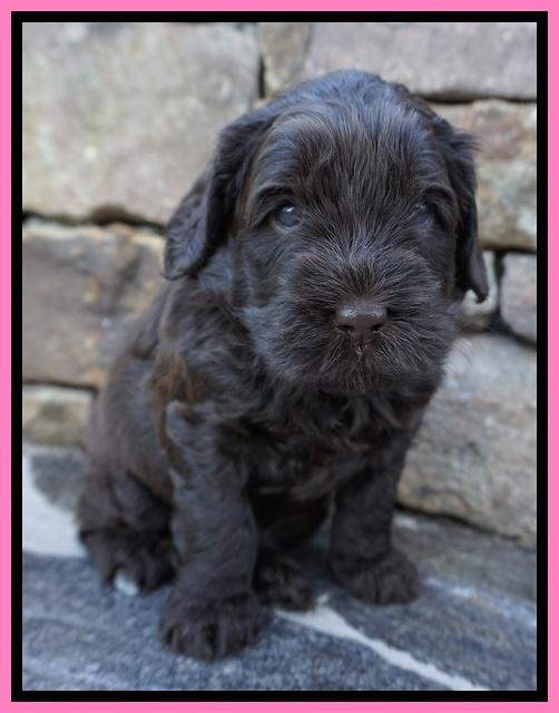 Penny Champion pups 4 wks old 101