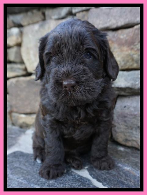 Penny Champion pups 4 wks old 111