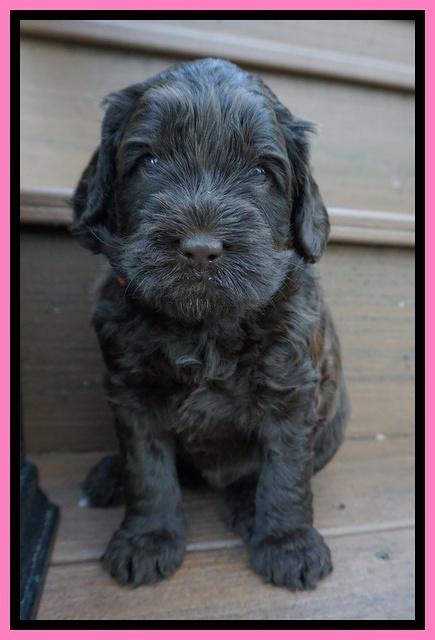 Penny Champion pups 4 wks old 121