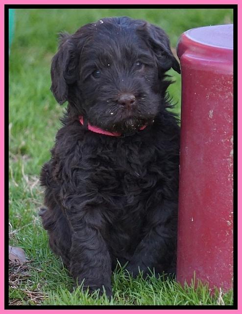 Penny Champion pups 5 wks old 141