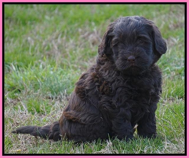 Penny Champion pups 6 wks old 201