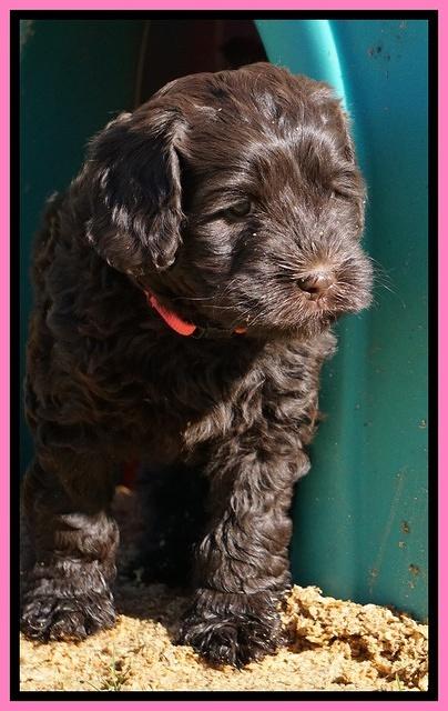 Penny Champion pups 6 wks old 231