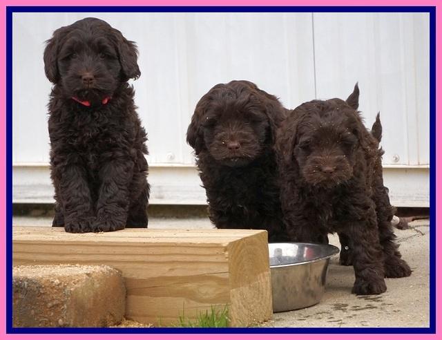 Penny Champion pups 7 wks old 1 080