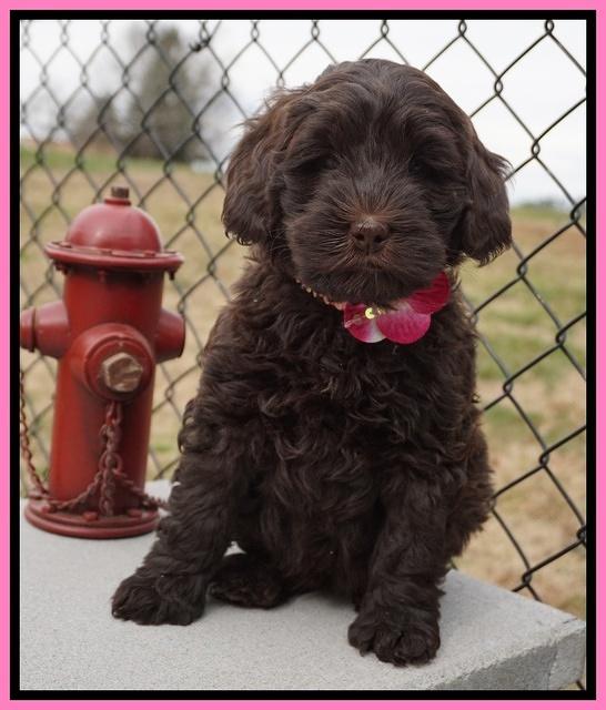 Penny Champion pups 7 wks old 231