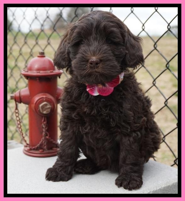 Penny Champion pups 7 wks old 241