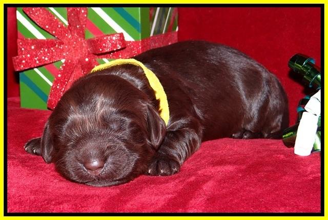 Penny Champion pups 1 week old 161