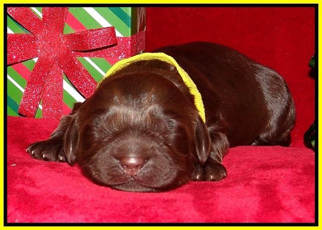 Penny Champion pups 1 week old 171