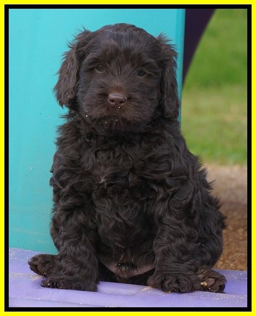 Penny Champion pups 6 wks old 281