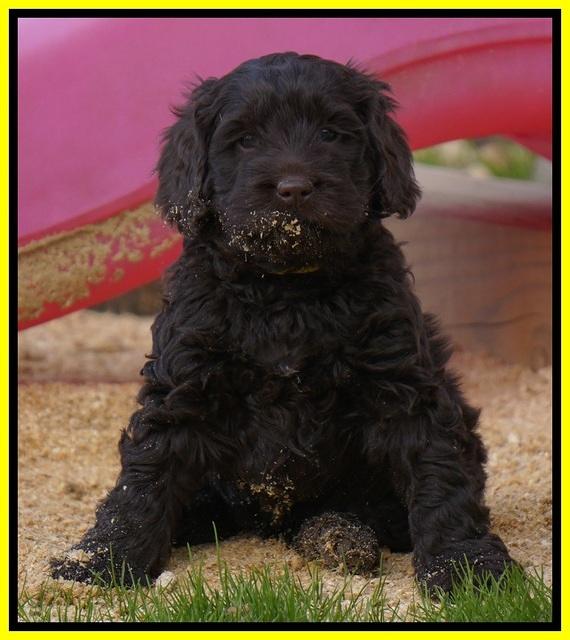 Penny Champion pups 6 wks old 301