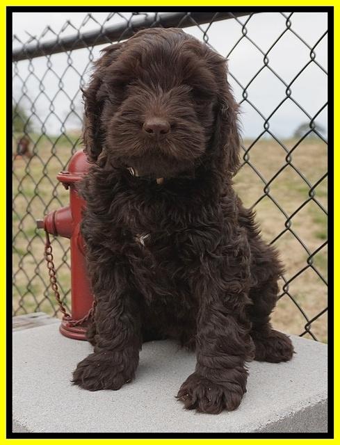 Penny Champion pups 7 wks old 281