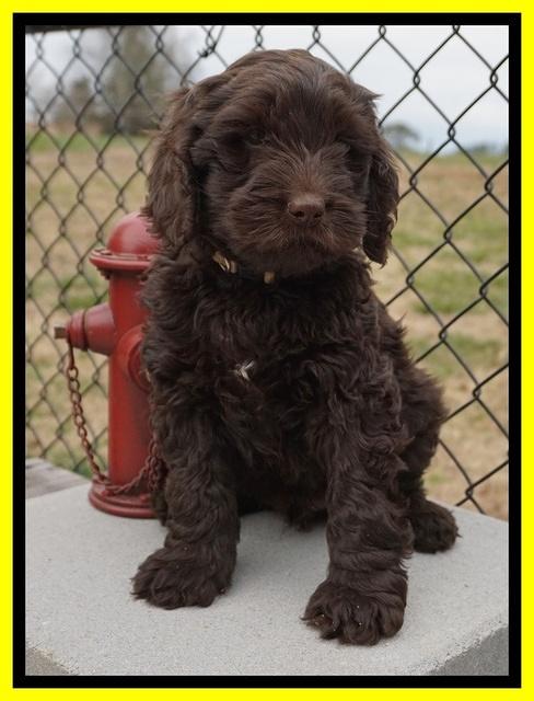 Penny Champion pups 7 wks old 291