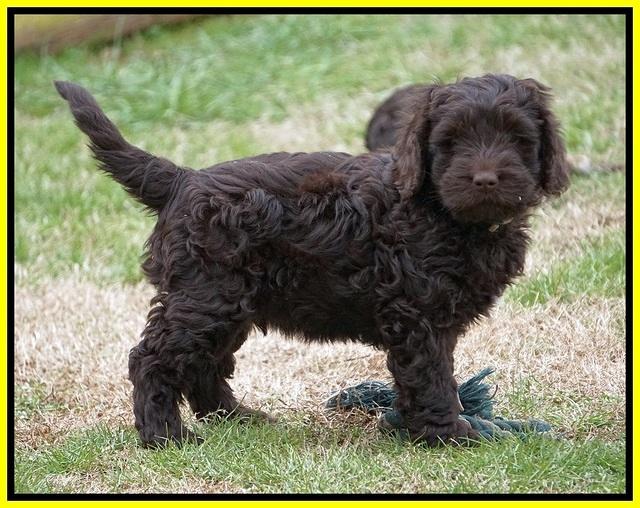 Penny Champion pups 7 wks old 311