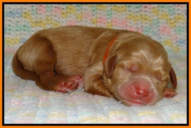 Penny Champ newborn pups 101