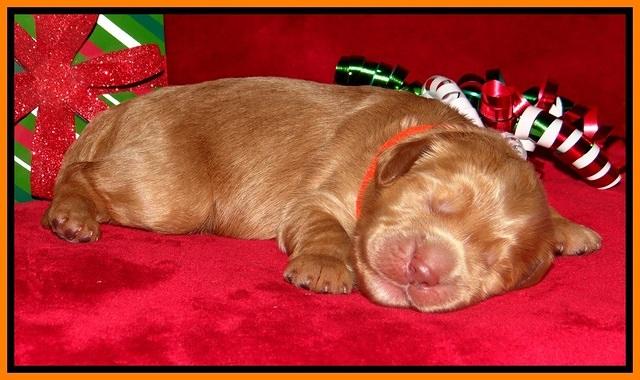 Penny Champion pups 1 week old 181