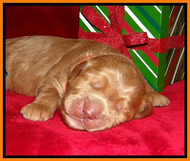 Penny Champion pups 1 week old 191