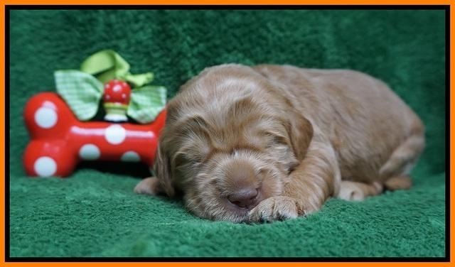 Penny Champion pups 2 wks old 141