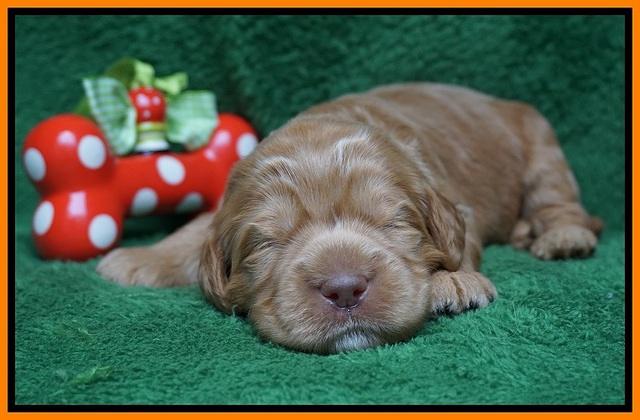 Penny Champion pups 2 wks old 151
