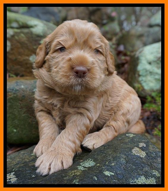 Penny Champion pups 3 wks old 161