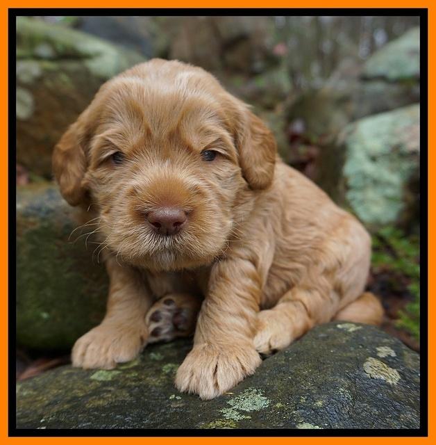 Penny Champion pups 3 wks old 171