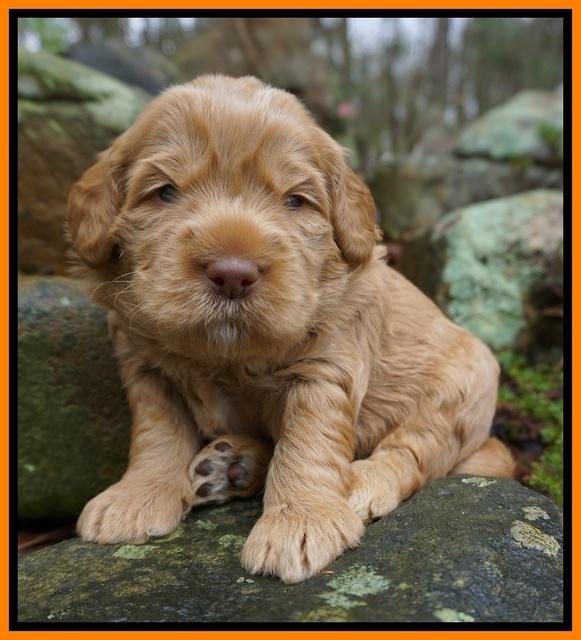 Penny Champion pups 3 wks old 181