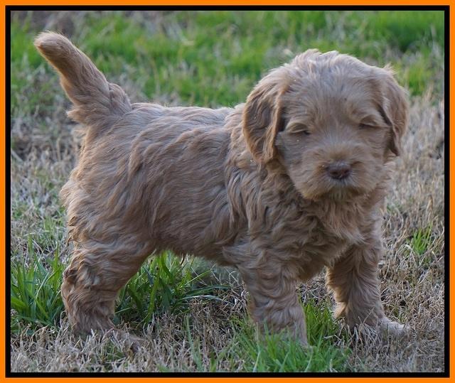 Penny Champion pups 5 wks old 201