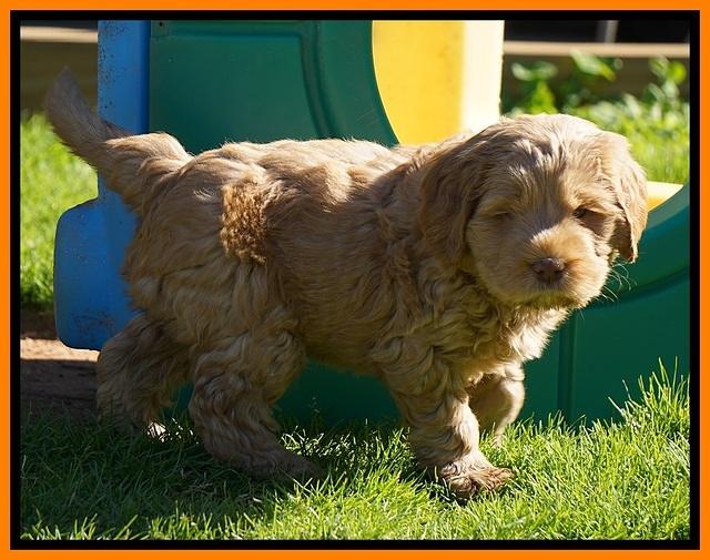 Penny Champion pups 6 wks old 361
