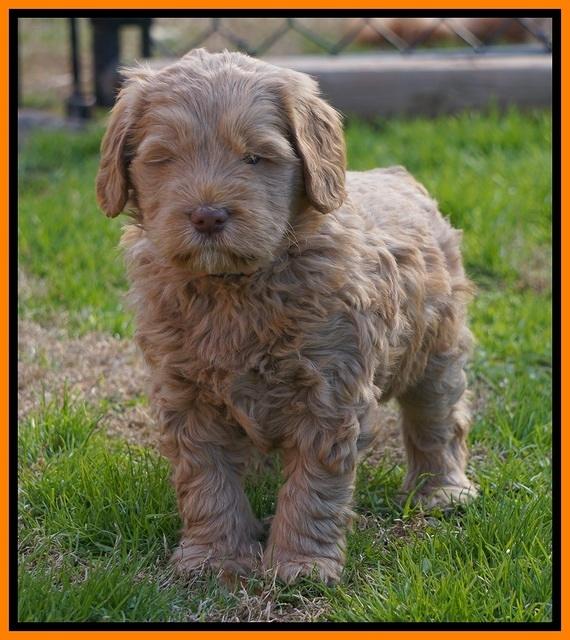 Penny Champion pups 6 wks old 391