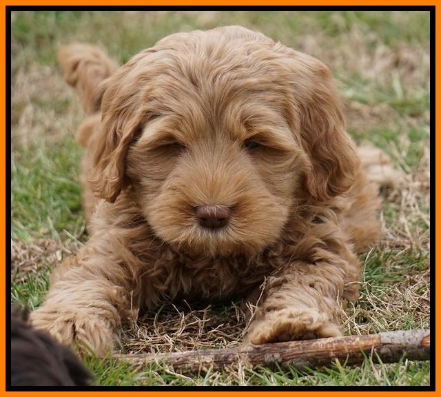 Penny Champion pups 7 wks old 321