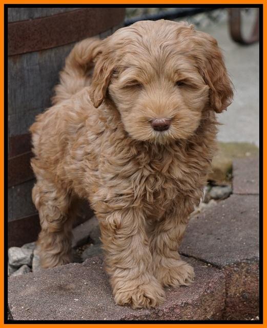 Penny Champion pups 7 wks old 341